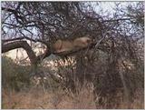 (P:\Africa\VideoStills) Dn-a1861.jpg (1/1) (90 K)