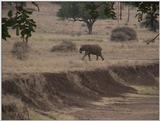 (P:\Africa\VideoStills) Dn-a1871.jpg (1/1) (92 K)