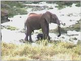 (P:\Africa\VideoStills) Dn-a1877.jpg (1/1) (95 K)