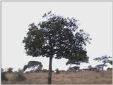(P:\Africa\VideoStills) Dn-a1880.jpg (1/1) (84 K)