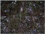 (P:\Africa\VideoStills) Dn-a1892.jpg (1/1) (92 K)