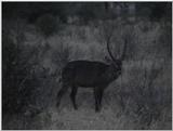 (P:\Africa\VideoStills) Dn-a1901.jpg (Waterbuck)