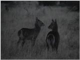 (P:\Africa\VideoStills) Dn-a1902.jpg (Waterbucks)