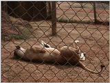 (P:\Africa\VideoStills) Dn-a1924.jpg (1/1) (93 K)