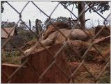 (P:\Africa\VideoStills) Dn-a1932.jpg (1/1) (88 K)