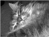 Sleeping Princess