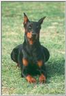 RE: Dog Pics/Dobermans