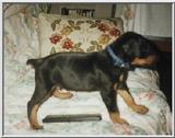 Some Dobermann Pics (1/1)