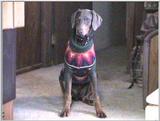 Some Dobermann Pics (1/1)