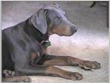 Some Dobermann Pics (1/1)