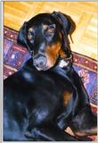 Some Dobermann Pics (1/1)