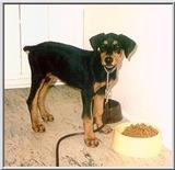Posting dogs - dobermann4.jpg(1/1) 37142 bytes