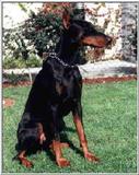 Posting dogs - dobermann43.jpg(1/1) 13815 bytes