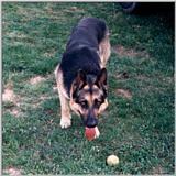 Re: REQ.  Dog and cat photos