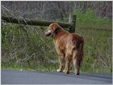 Dog16