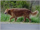 Dog17
