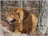 Dog19.jpg