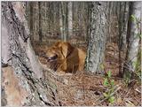 Dog20