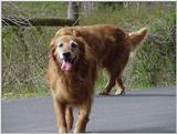 Dog24
