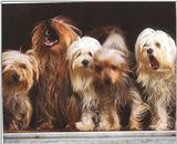 Dogs-01-