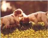 Dogs-02-