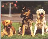 Dogs-04-