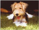 Dogs-06-