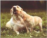 Dogs-07-