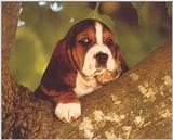 Dogs-08-