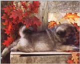 Dogs-09-