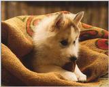 Dogs-10-