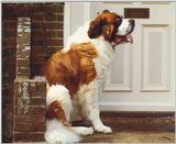 Dogs-11-