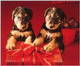 Dogs-12-