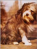 Dogs-13-