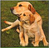 Dogs-14-