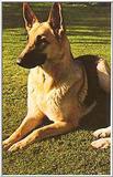 Dogs-16-