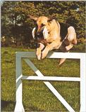 Dogs-18-