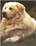 Dogs-19-
