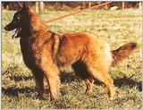 Dogs-20-