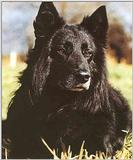Dogs-21-