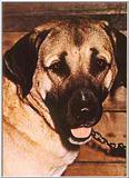 Dogs-23-