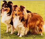 Dogs-25-