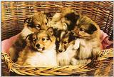 Dogs-26-