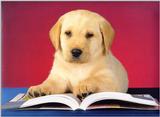 Labradors - first scans     Picture 10 of 13 - dogs6.jpg