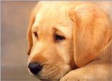Labradors - dogs9.jpg