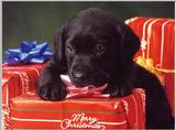 Labradors - first scans     Picture 03 of 13 - dogs11.jpg