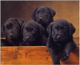 Labradors - dogs12.jpg