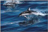 Dolfins