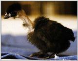 Re: Please... chickens ! -- black Turken chick