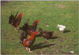 Amstelpark cocks and chickens - cocks and chickens3.jpg